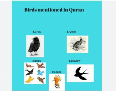 birds-mentioned-in-quran