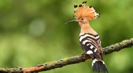 hoopoe-hudhud-bird-in-quran