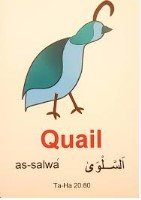 quail-in-quran