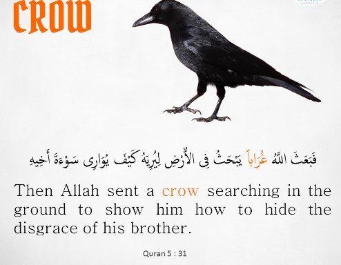 raven-crow-in-quran